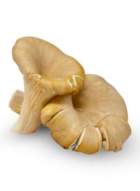 Oyster Mushrooms