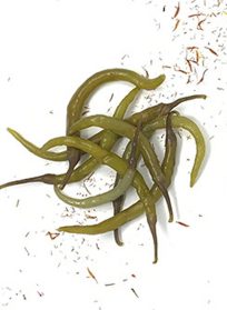 Πιπεριές Καυτερές Τουρσί